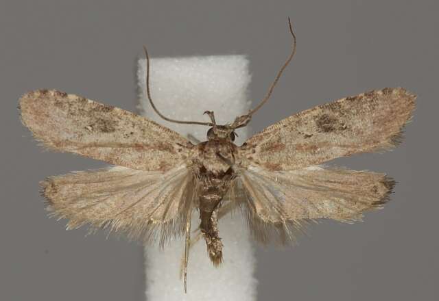Image of Agonopterix purpurea Haworth 1812