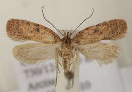 صورة Agonopterix carduella Hübner 1816