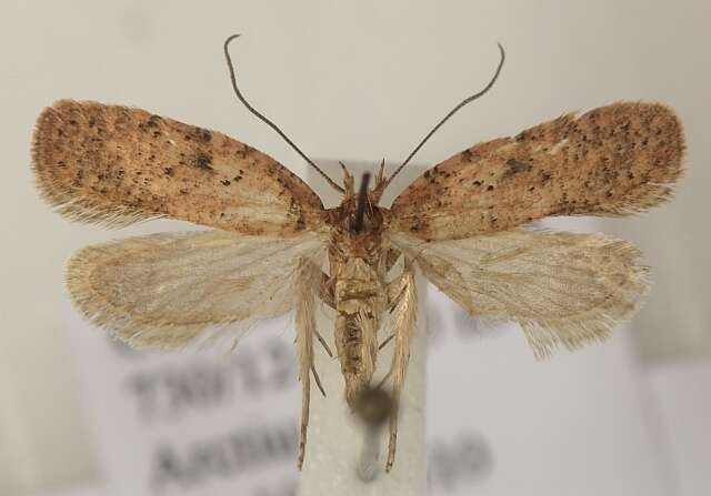 صورة Agonopterix carduella Hübner 1816