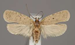 Image of Agonopterix silerella Stainton 1865