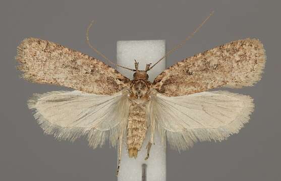 Image of Agonopterix ciliella Stainton 1849