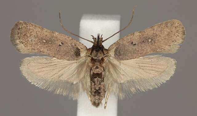 Image of <i>Agonopterix senecionis</i>