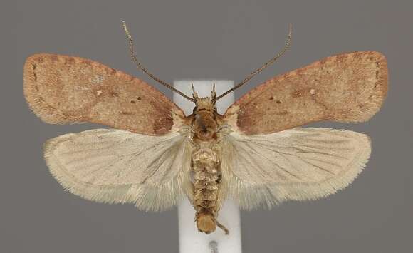 Image de Agonopterix astrantiae Heinemann 1870