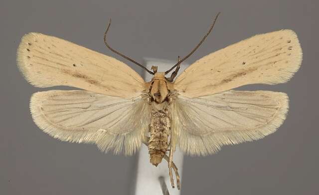 Imagem de Agonopterix pallorella Zeller 1839