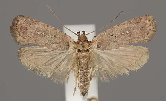 Image of <i>Agonopterix senecionis</i>