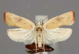 Image of Grass leafminer moth