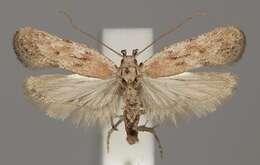 Image of Depressaria silesiaca Heinemann 1870