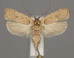 Image of <i>Agonopterix hippomarathri</i>