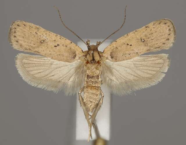 Image of <i>Agonopterix hippomarathri</i>