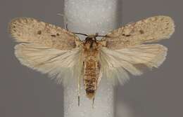 Image of Agonopterix curvipunctosa Haworth 1811