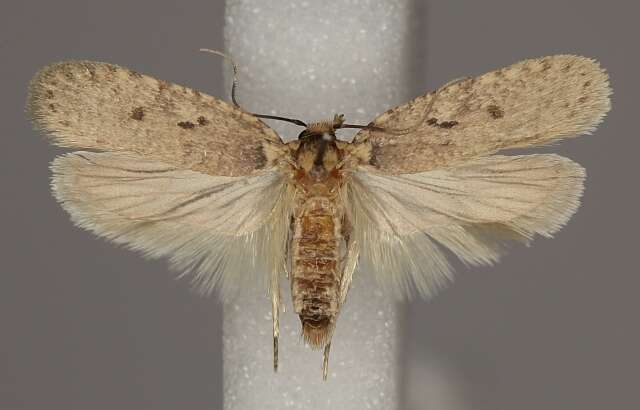 Image of Agonopterix curvipunctosa Haworth 1811