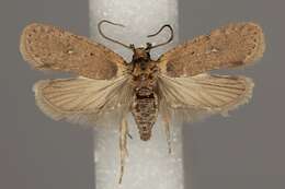 Image of <i>Agonopterix hippomarathri</i>