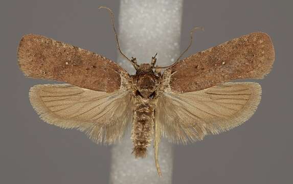 Image of Agonopterix cnicella Treitschke 1832