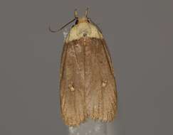 Sivun Agonopterix furvella Treitschke 1832 kuva