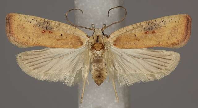 Image of Grass leafminer moth