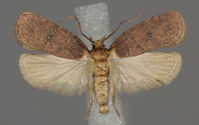 Image of Agonopterix paraselini