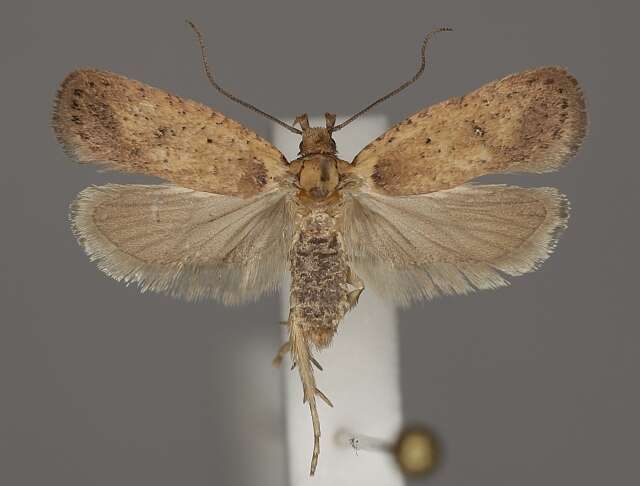 Image of <i>Agonopterix hippomarathri</i>