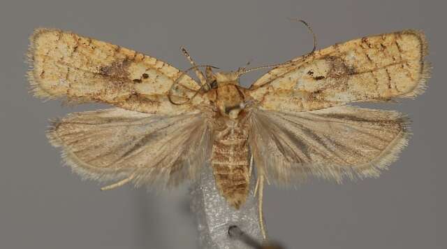 صورة Agonopterix doronicella Wocke 1850