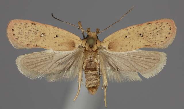 Image of <i>Agonopterix hippomarathri</i>