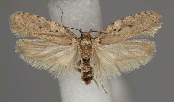 Image of Agonopterix curvipunctosa Haworth 1811