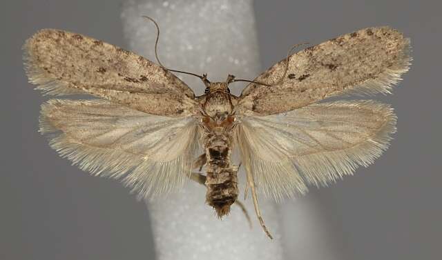 Image of Agonopterix curvipunctosa Haworth 1811