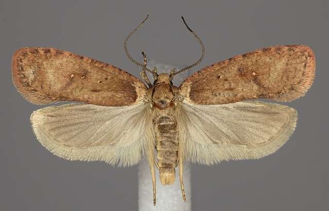 Image de Agonopterix astrantiae Heinemann 1870