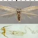 Coleophora amellivora Baldizzone 1979的圖片