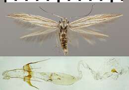 Coleophora amellivora Baldizzone 1979的圖片