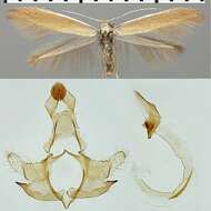 صورة Coleophora niveicostella Zeller 1839