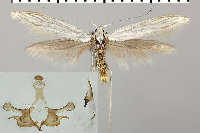 Image of Coleophora brevipalpella Wocke 1874