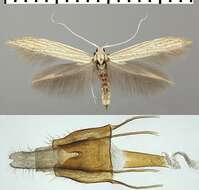 Image of <i>Coleophora nutantella</i>