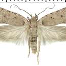 Image of Agonopterix thapsiella Zeller 1847