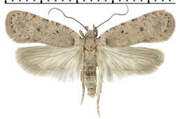 Image de Agonopterix thapsiella Zeller 1847