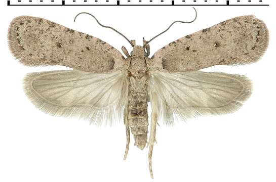 Image of Agonopterix thapsiella Zeller 1847