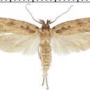 Image of globe artichoke moth