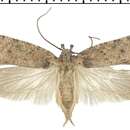 Image of Agonopterix chironiella Constant 1893