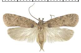 Image of Agonopterix chironiella Constant 1893