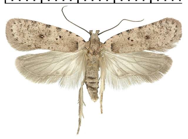 Image de Agonopterix thapsiella Zeller 1847