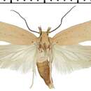 Image of Agonopterix straminella Staudinger 1859