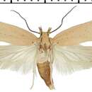 صورة Agonopterix straminella Staudinger 1859