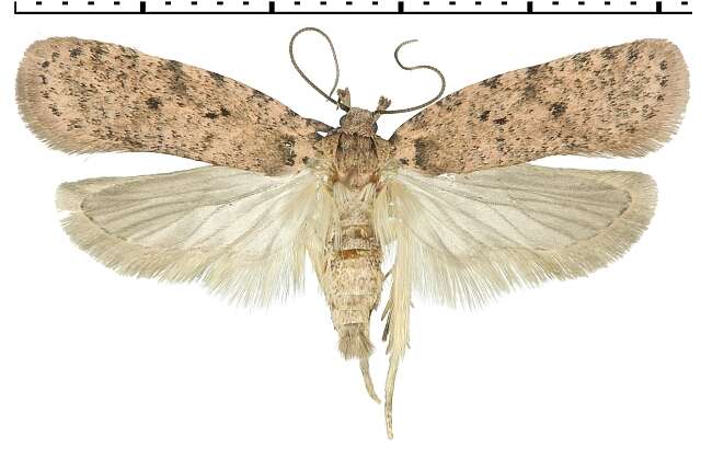 Image of Agonopterix chironiella Constant 1893