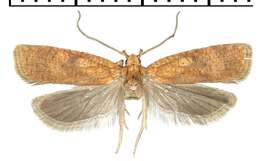 صورة Agonopterix doronicella Wocke 1850