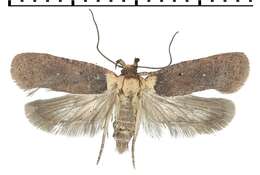 صورة Agonopterix ferulae Zeller 1847