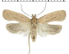 Image of <i>Agonopterix carduncelli</i>