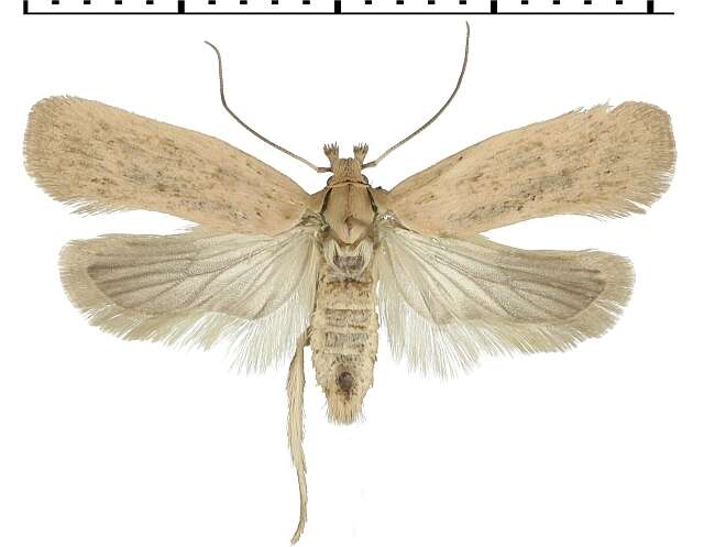 Image of <i>Agonopterix carduncelli</i>