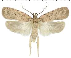 Image of Agonopterix chironiella Constant 1893