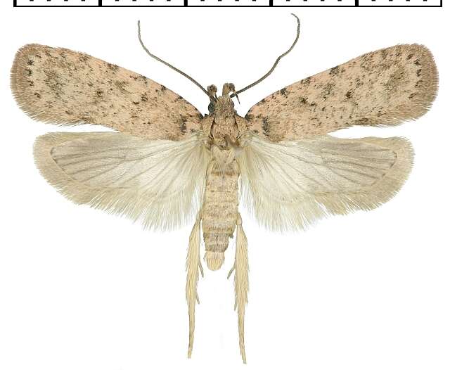 Image of Agonopterix chironiella Constant 1893