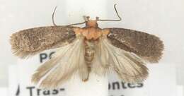 صورة Agonopterix ferulae Zeller 1847