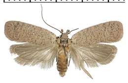 Image of Agonopterix fruticosella Walsingham 1903