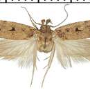 Image of Depressaria peniculatella Turati 1922